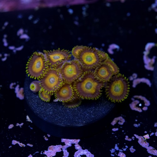 Zoanthus scrambled eggs 2