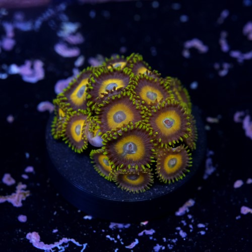 Zoanthus scrambled eggs 2