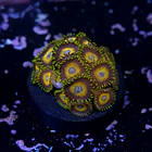 Zoanthus scrambled eggs 2