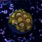 Zoanthus scrambled eggs - Thumbnail 2