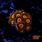 Zoanthus scrambled eggs - Thumbnail 1