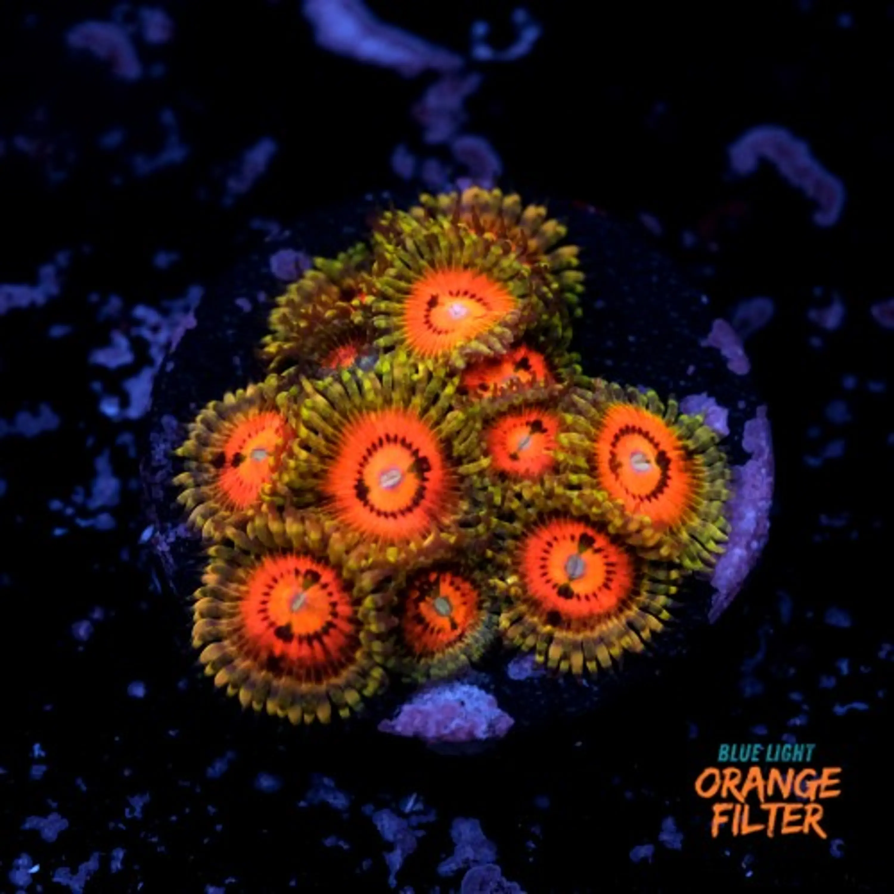 Zoanthus rainbow incinerator