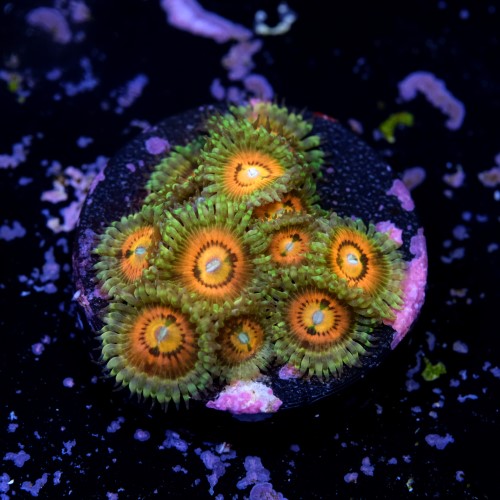 Zoanthus rainbow incinerator 2