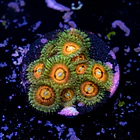 Zoanthus rainbow incinerator 2