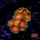 Zoanthus rainbow incinerator 1