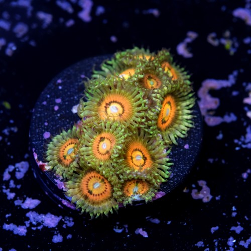 Zoanthus rainbow incinerator 2