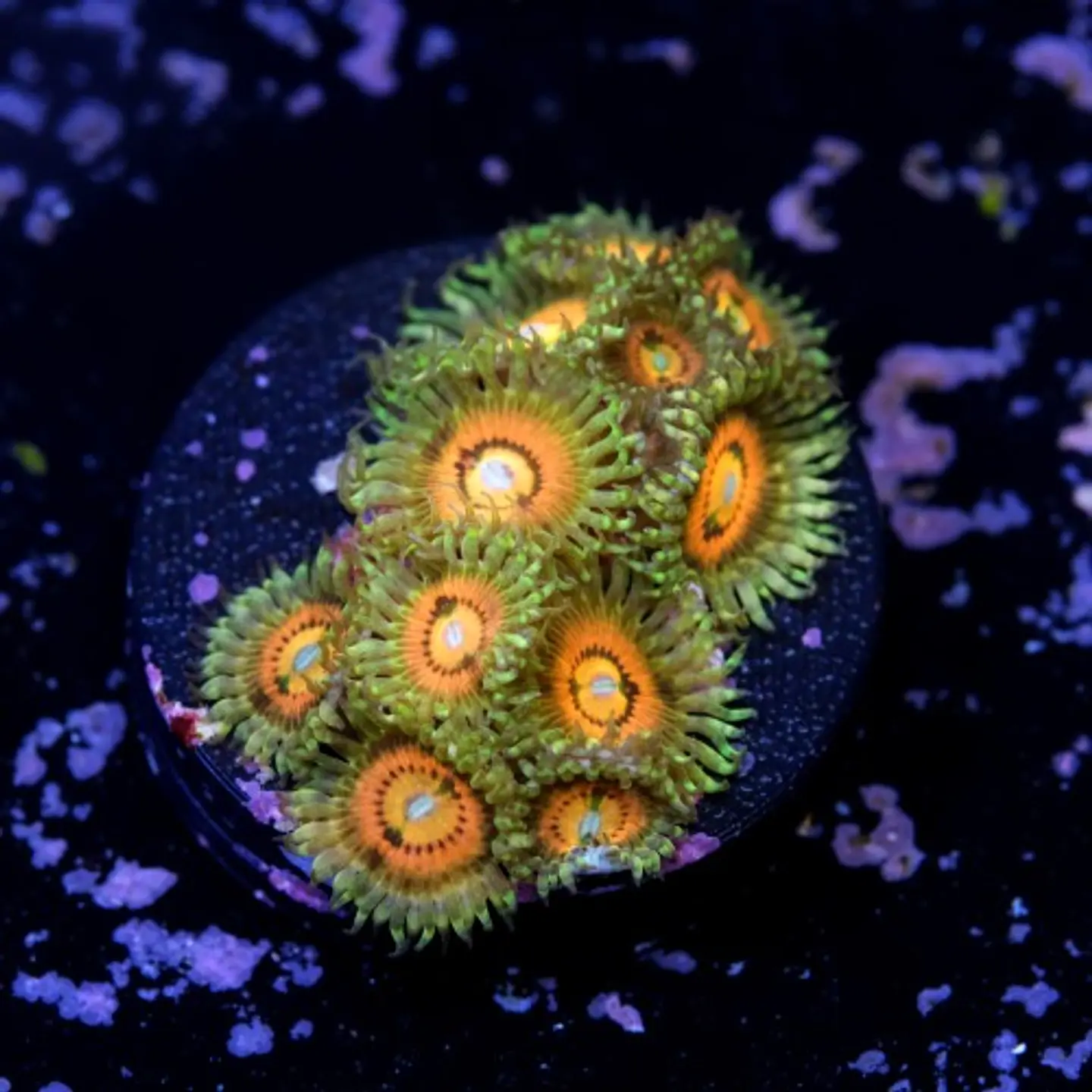 Zoanthus rainbow incinerator 2