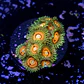 Zoanthus rainbow incinerator - Thumbnail 2
