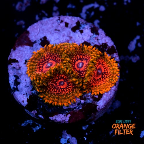 Zoanthus krakatoa (5p.) 1
