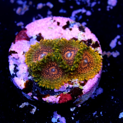Zoanthus krakatoa (5p.) 2