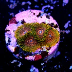 Zoanthus krakatoa (5p.) 2