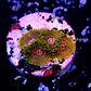 Zoanthus krakatoa (5p.) - Thumbnail 2