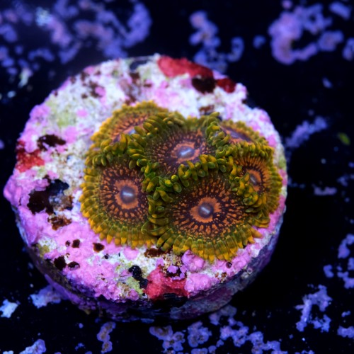 Zoanthus krakatoa (6p.) 2