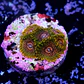 Zoanthus krakatoa (6p.) - Thumbnail 2