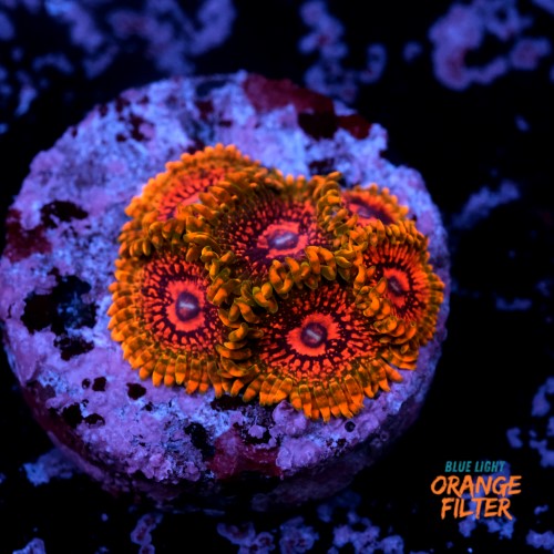 Zoanthus krakatoa (6p.) 1