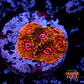 Zoanthus krakatoa (6p.) - Thumbnail 1