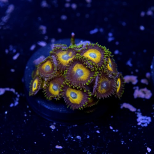 Zoanthus scrambled eggs 2