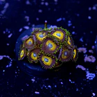 Zoanthus scrambled eggs 2