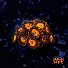 Zoanthus scrambled eggs 1
