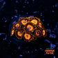 Zoanthus scrambled eggs - Thumbnail 1