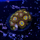Zoanthus scrambled eggs 2