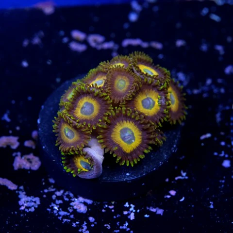 Zoanthus scrambled eggs