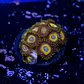 Zoanthus scrambled eggs - Thumbnail 2