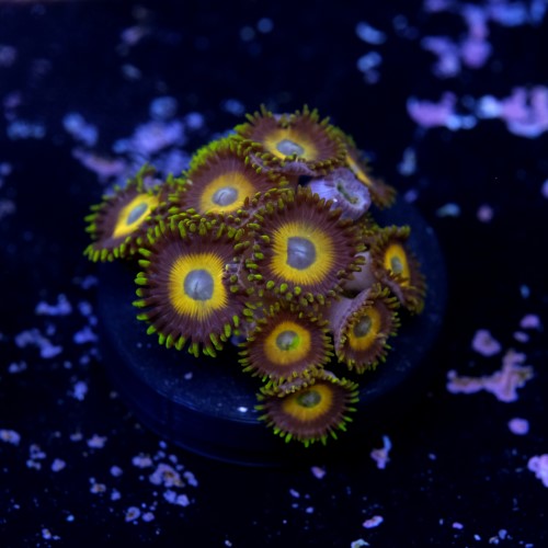 Zoanthus scrambled eggs 2