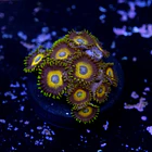 Zoanthus scrambled eggs 2