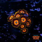 Zoanthus scrambled eggs 1