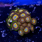 Zoanthus scrambled eggs 2