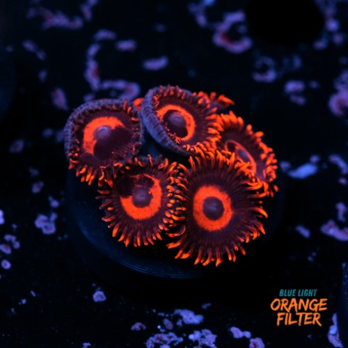 Zoanthus red oxide 1