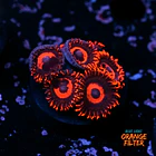 Zoanthus red oxide 1