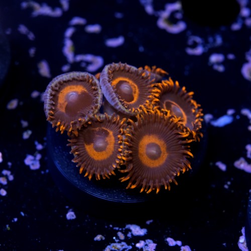 Zoanthus red oxide 2