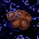 Zoanthus red oxide 2