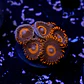Zoanthus red oxide - Thumbnail 2