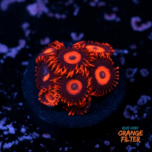 Zoanthus red oxide 1