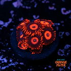 Zoanthus red oxide 1