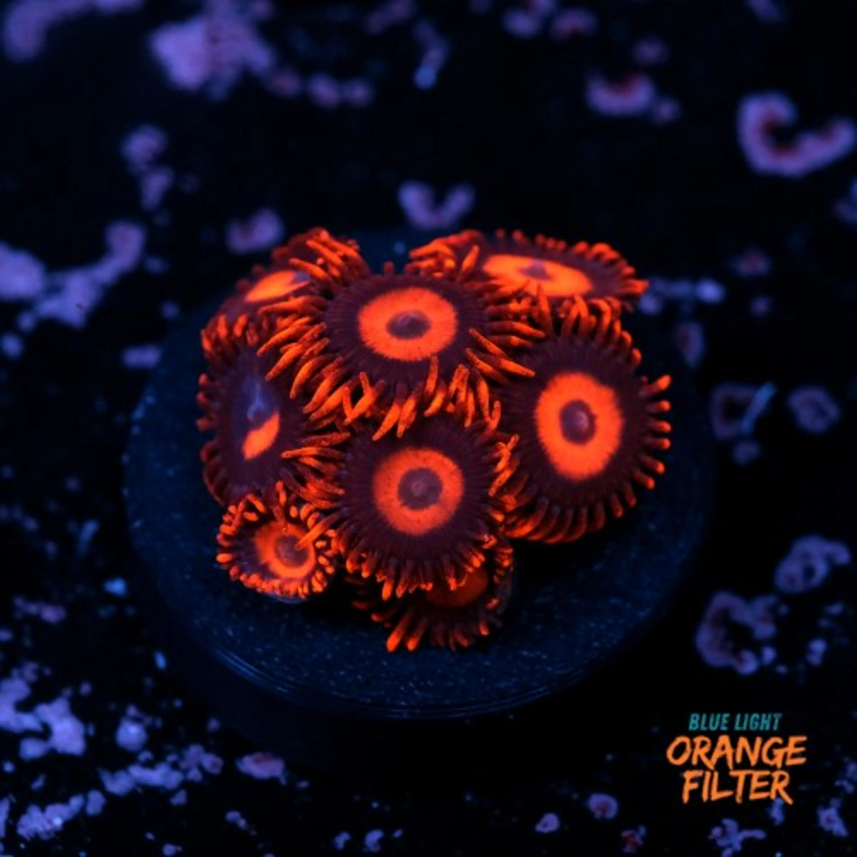 Zoanthus red oxide