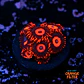 Zoanthus red oxide - Thumbnail 1
