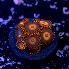 Zoanthus red oxide 2