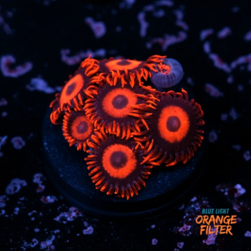 Zoanthus red oxide 1