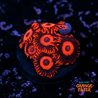 Zoanthus red oxide 1