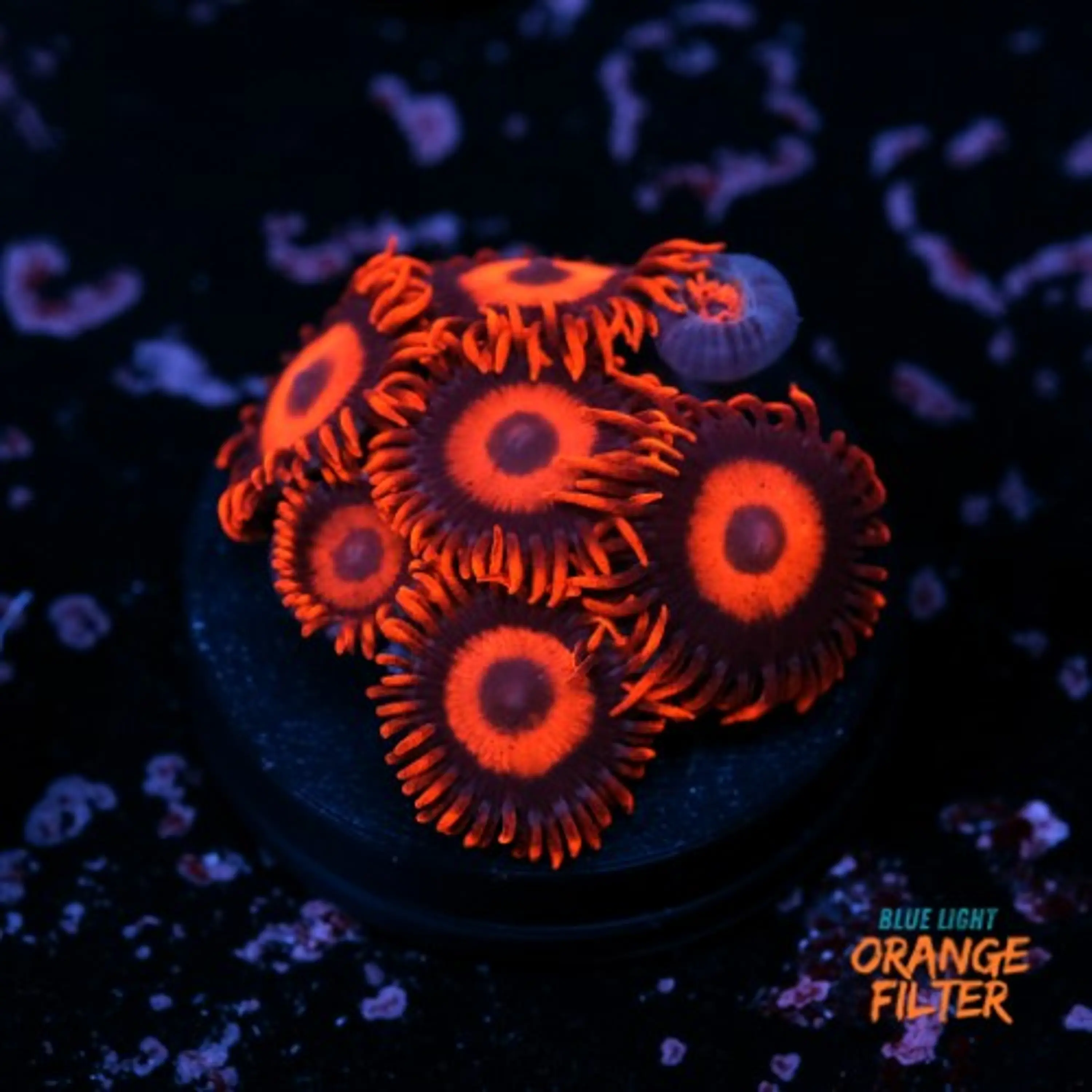 Zoanthus red oxide