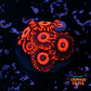 Zoanthus red oxide - Thumbnail 1