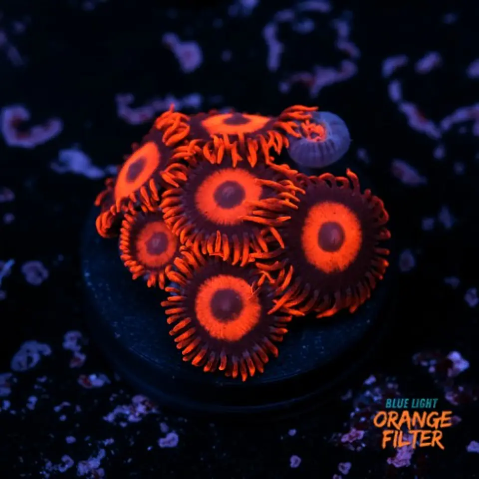 Zoanthus red oxide 1