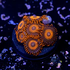 Zoanthus red oxide 2