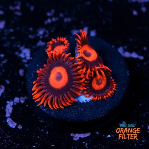 Zoanthus red oxide 1