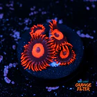 Zoanthus red oxide 1