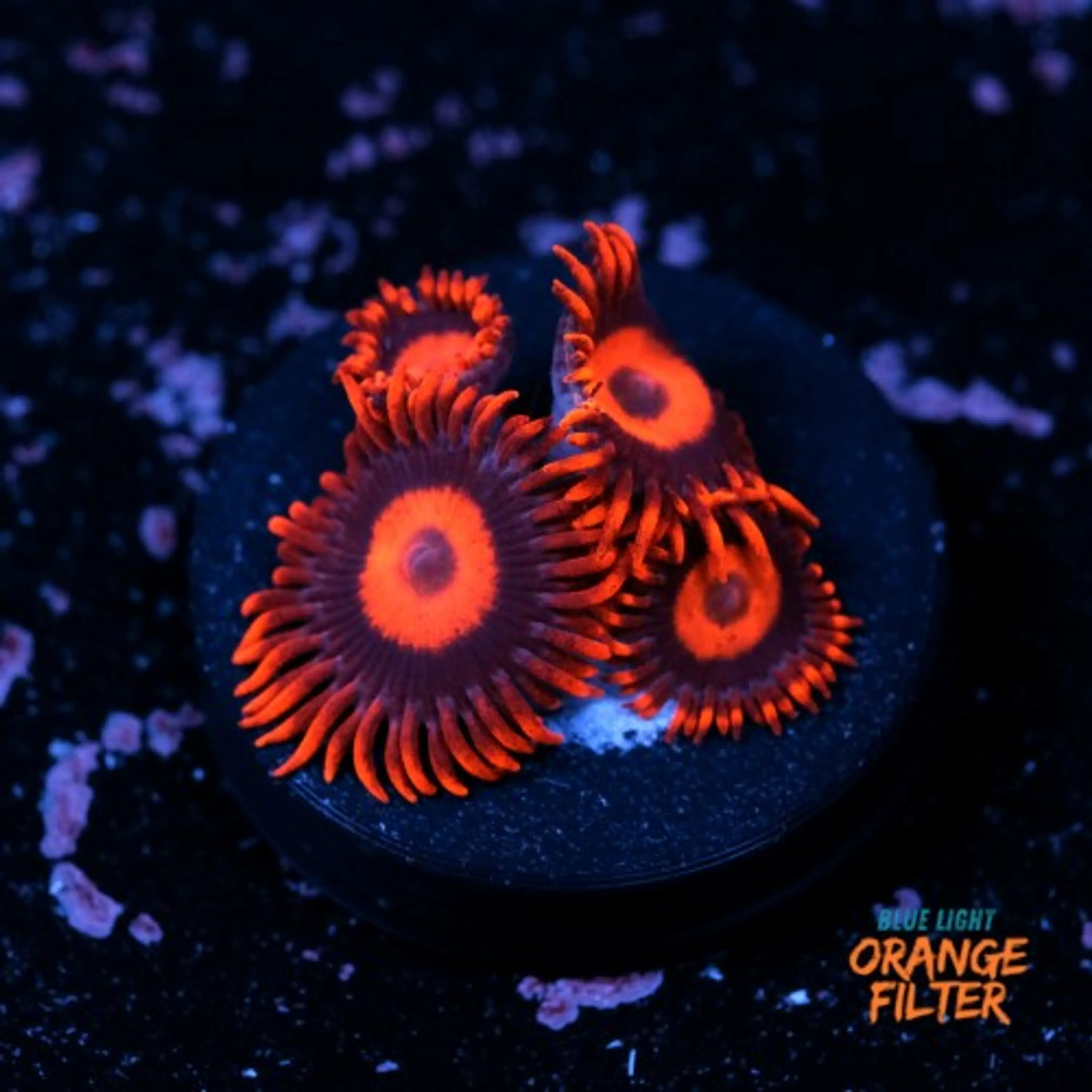 Zoanthus red oxide